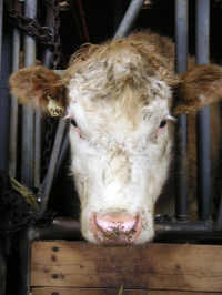 feedlot cow